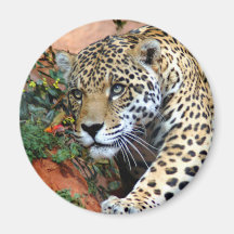 Macro de acecho del leopardo imán de frigorífico