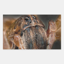 Macro de la araña rectangular altavoces