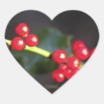 macro de la baya del acebo, corazón colcomanias de corazon