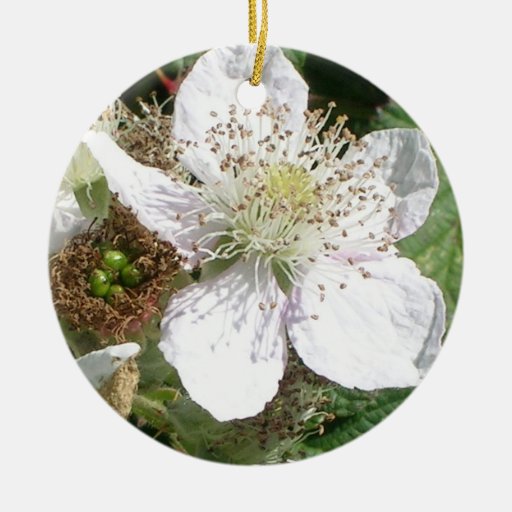 Macro de la floración de la fresa salvaje adorno para reyes