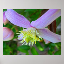 Macro de la floración de "Montana" del Clematis Impresiones
