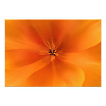 Macro de oro de la amapola de California Invitación