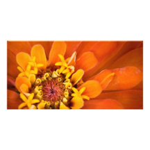 Macro de una flor anaranjada del Zinnia Tarjetas Personales