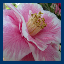 macro del camelia posters