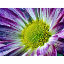 Macro del rocío de las flores esculturas fotográficas
