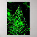 Macro-Fotografía enmarcada del helecho Posters