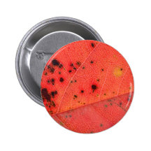 Macro roja de la hoja pin