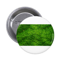 Macro verde de la hoja pin