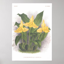 Macrobulbon de Lycaste Posters