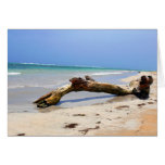 Madera de la deriva de la playa tarjetón