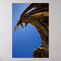 Madera del dragón de Tahoe Poster