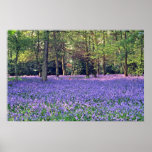 Maderas del Bluebell, flores de Inglaterra Impresiones