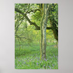Maderas del Bluebell, flores de las colinas de Qua Poster