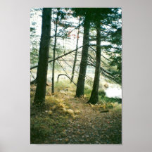 Maderas en otoño poster
