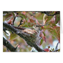 Madre del colibrí en la jerarquía - tarjeta