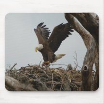 Madre Eagle calvo Alfombrillas De Ratón