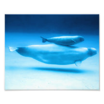 Madre y bebé de la beluga arte fotografico
