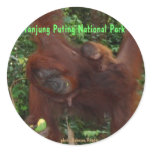 Madre y bebé del orangután pegatinas