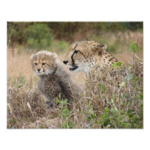 Madre y Cub del guepardo Fotografias