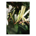 Madreselva blanca 1 tarjeton