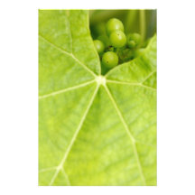 Maduración de las uvas fotografía  
