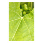 Maduración de las uvas papelería de diseño