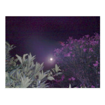 Magia en el claro de luna postal