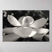 Magnolia 1, 2009 posters