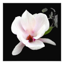 "Magnolia en impresión fotográfica de la floración