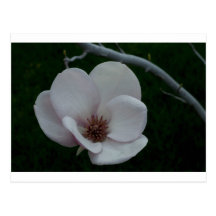 Magnolia - haga un deseo tarjetas postales