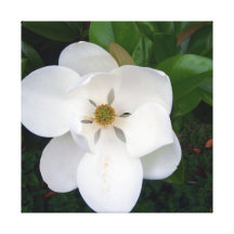 Magnolia Impresion En Lona