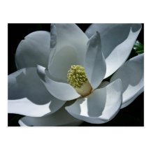Magnolia - postal