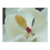 Magnolia Postales