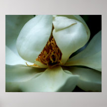 Magnolia Poster