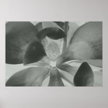 Magnolia que brilla intensamente, 2010 poster