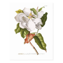 Magnolia. Tarjetas Postales