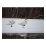 Magos del cisne arte fotografico