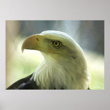 Majestad de Eagle Poster