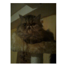 majestic persian postkarte