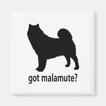 Malamute conseguido imanes  