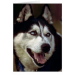 Malamute de Alaska Felicitacion