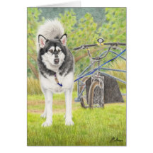 Malamute de Alaska listo para competir con Felicitacion