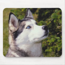 Malamute de Alaska - mousepad del perro