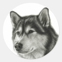 Malamute de Alaska Pegatina