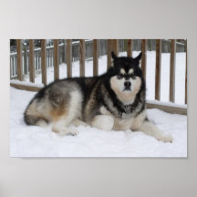 Malamute de Alaska Posters