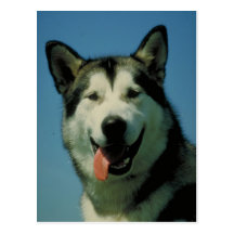 Malamute de Alaska Tarjeta Postal