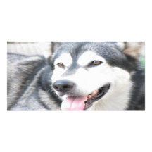 Malamutte pet dog photo card plantilla para tarjeta de foto