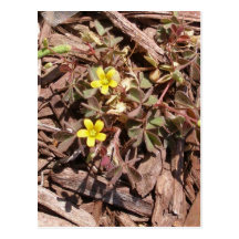 Malas hierbas florecientes amarillas postal