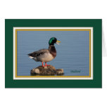 mallard_9350 tarjetas