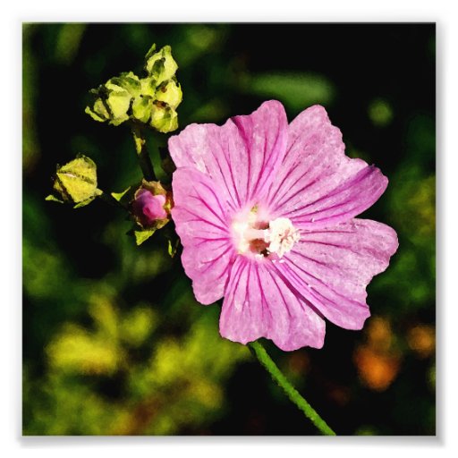 Malva rosado con los brotes cojinete